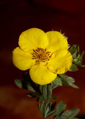 Yellow flower background