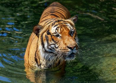 Portrait of a tiger