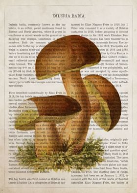 Mushroom Imleria badia