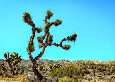 Joshua Tree National Park