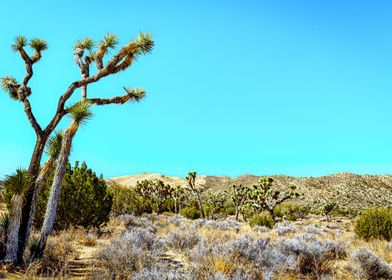 Joshua Tree National Park