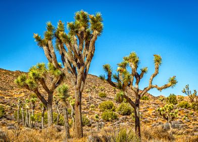 Joshua Tree National Park