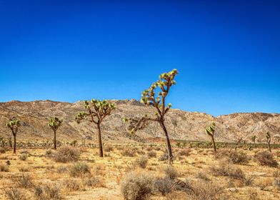 Joshua Tree National Park