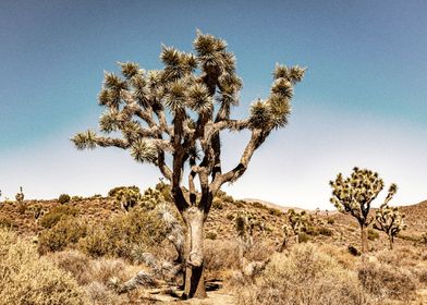 Joshua Tree National Park