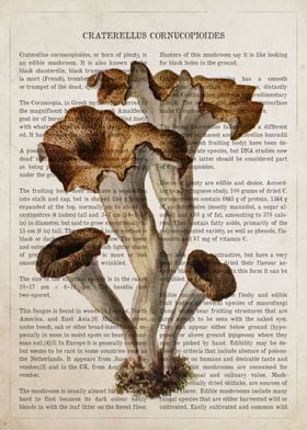 Mushroom Horn of Plenty