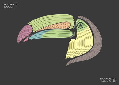 Keel Billed Toucan