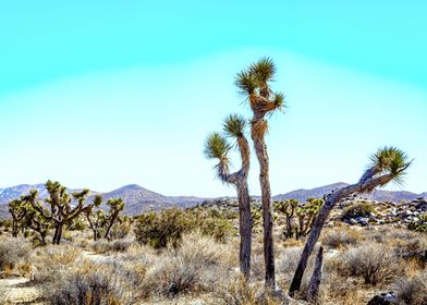 Joshua Tree National Park