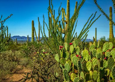 Saguaro National Park