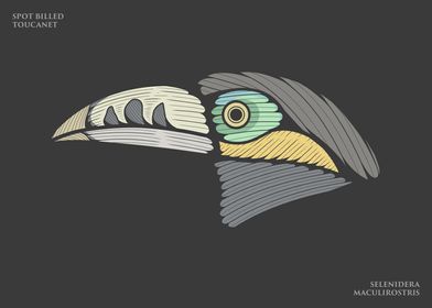 Spot Billed Toucanet