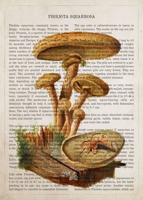 Mushroom Pholiota Squarros