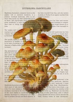 Mushroom Sulphur Tuft