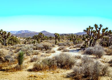 Joshua Tree National Park