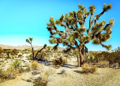 Joshua Tree National Park