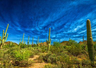 Saguaro National Park