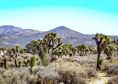 Joshua Tree National Park