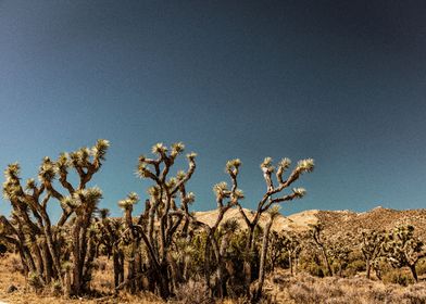 Joshua Tree National Park