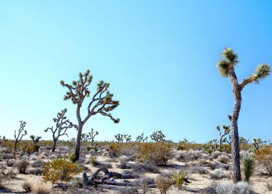 Joshua Tree National Park