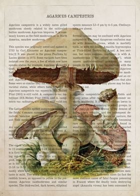 Mushroom Agaricus camp