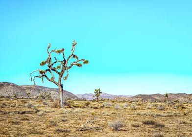 Joshua Tree National Park