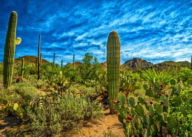 Saguaro National Park