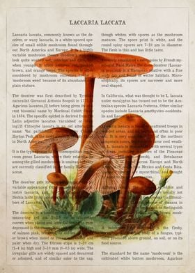 Mushroom Laccaria laccata