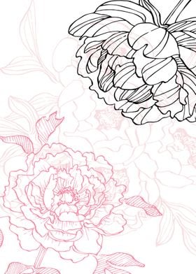 Peony Flowers Art