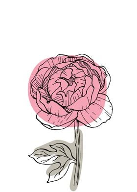 Peony Minimalist ART