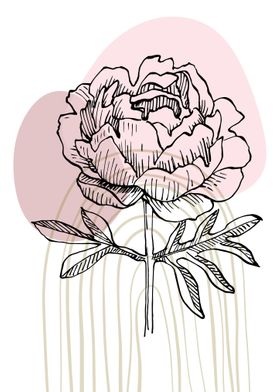 Peony Flowers Art