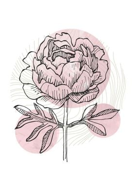 Peony Flowers Art