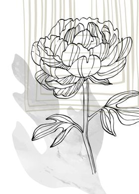 Peony Flowers Art