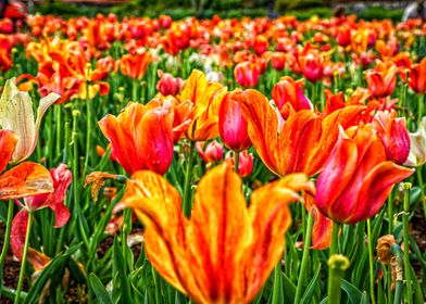 North Carolina Tulip Field