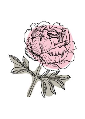 Peony Minimalist ART