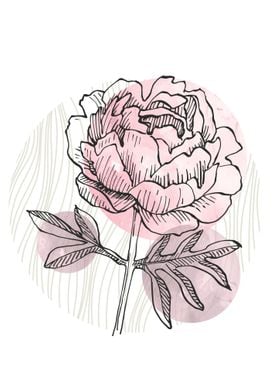 Peony Flowers Art