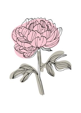 Peony Minimalist ART