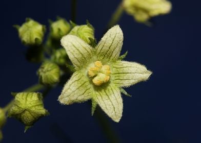 Bryonia alba blossom macro