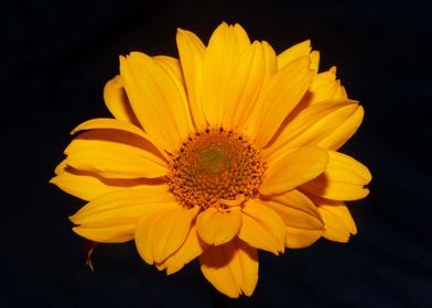 Heliopsis helianthoides