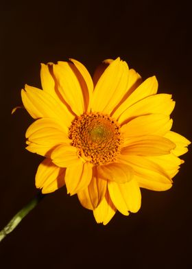 Yellow flower background