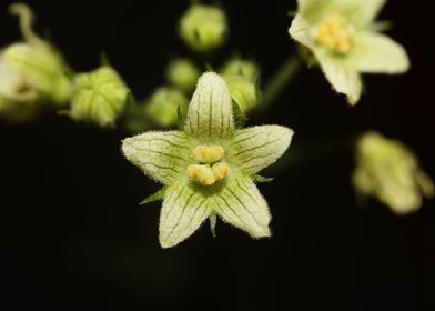 Yellow star flower blossom