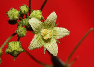 Flower blossoming close up