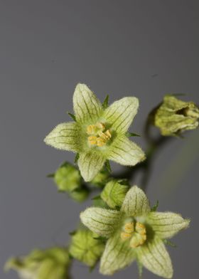 Flower blossoming close up