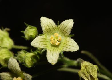 Star flower blossom macro