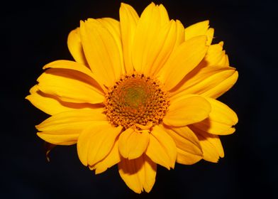 Yellow blossom macro shoot