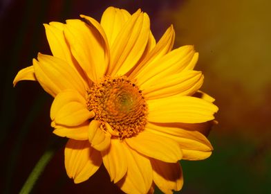 Yellow flower background