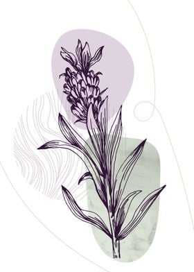 Lavender Botanical Nordic