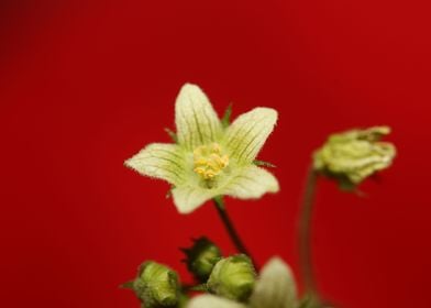 Yellow star flower blossom