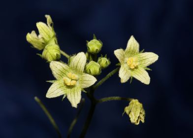 Flower blossoming close up