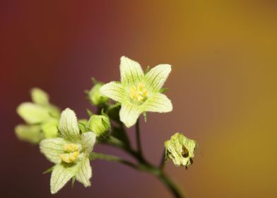 Flower blossoming close up