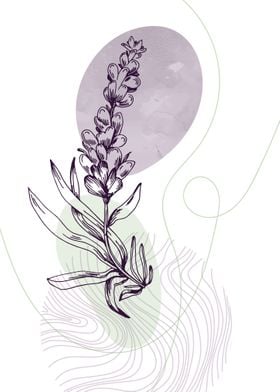 Lavender Botanical Nordic