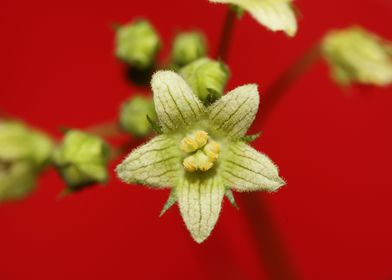 Flower blossoming close up