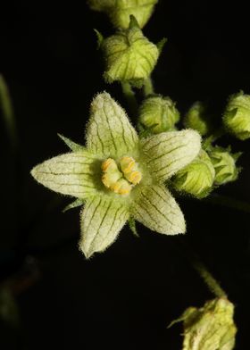 Star flower blossom macro